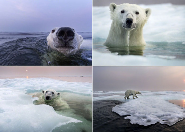   Polar Bears Eisbären Los osos polares