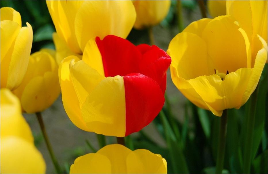  tulips Tulpen Tulipanes tulipani