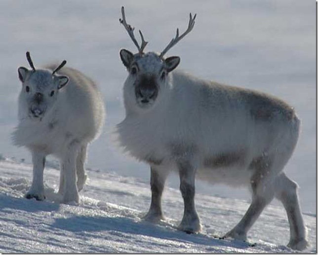    animal white north norte blanco animales animale bianco nord Tier weißen Norden