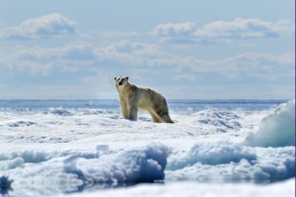   Polar Bears Eisbären Los osos polares