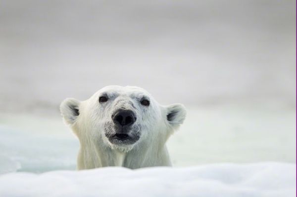   Polar Bears Eisbären Los osos polares