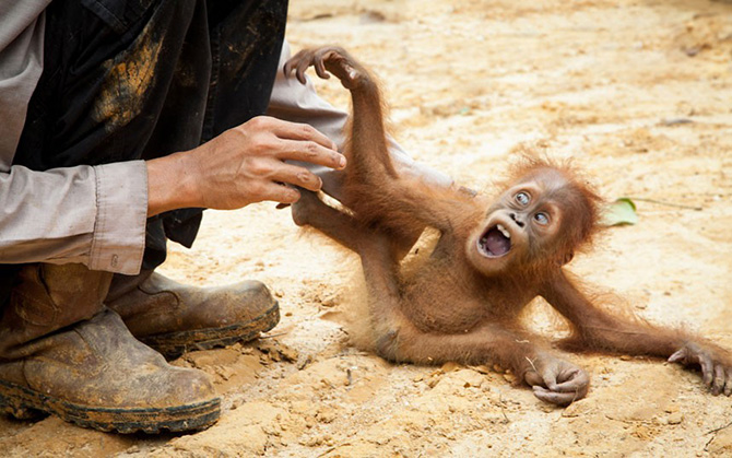    Best photos of animals Las mejores fotos de animales Le migliori foto di animali Die besten Fotos von Tieren