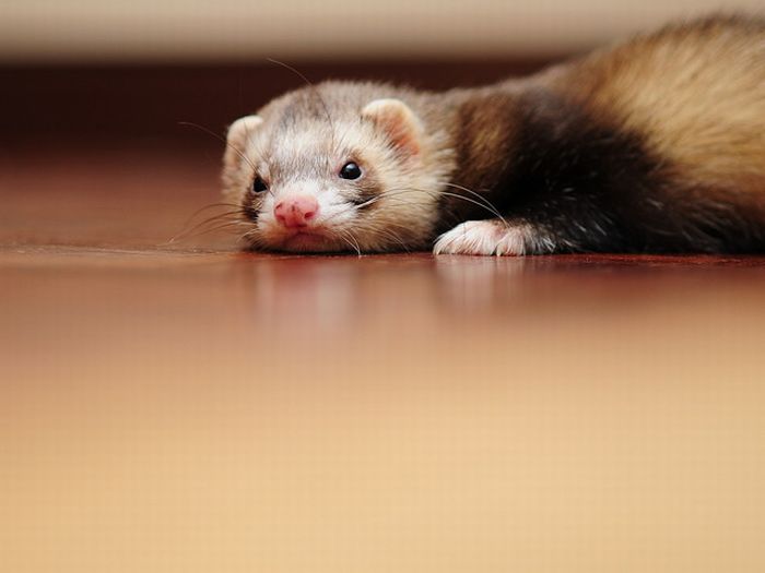   ferrets Furetti Hurones Frettchen