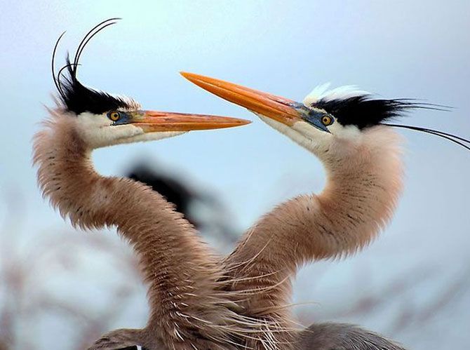    paar lustige Tiere coppia di animali divertenti par de animales divertidos couple of funny animals