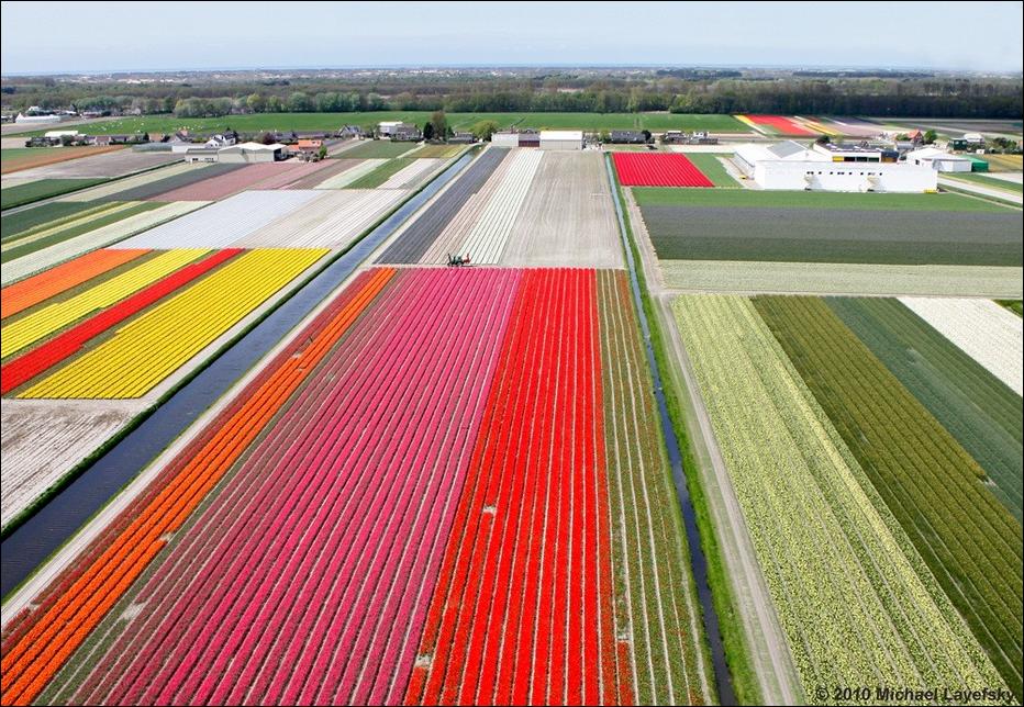  tulips Tulpen Tulipanes tulipani