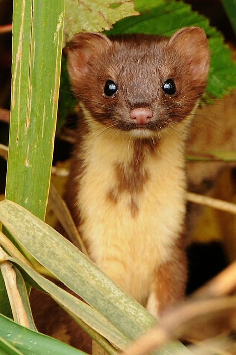   ferrets Furetti Hurones Frettchen