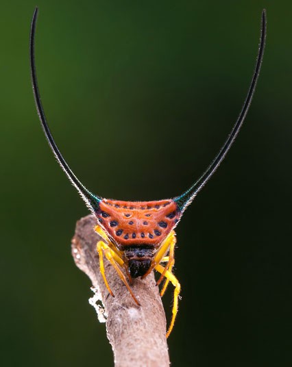     Mimetismo en el mundo de los insectos Mimicry in the insect world Mimikry in der Welt der Insekten