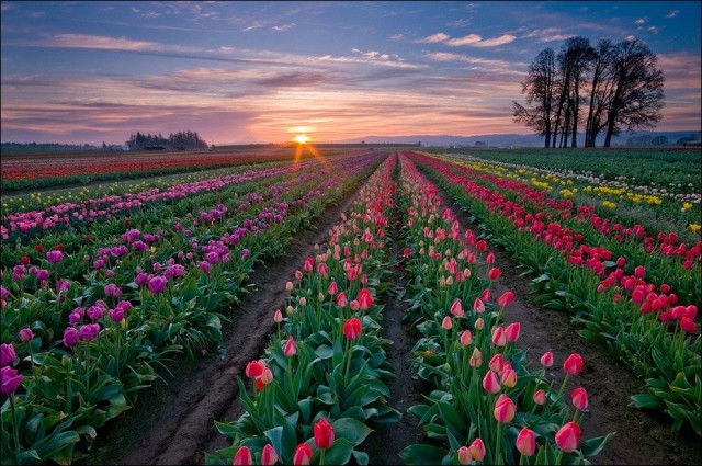  tulips Tulpen Tulipanes tulipani