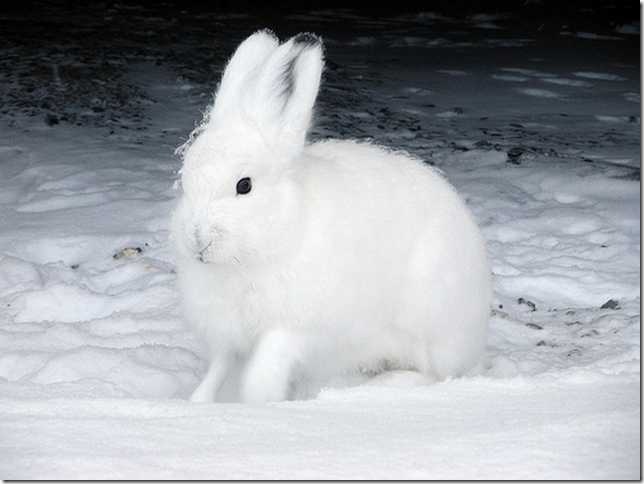    animal white north norte blanco animales animale bianco nord Tier weißen Norden