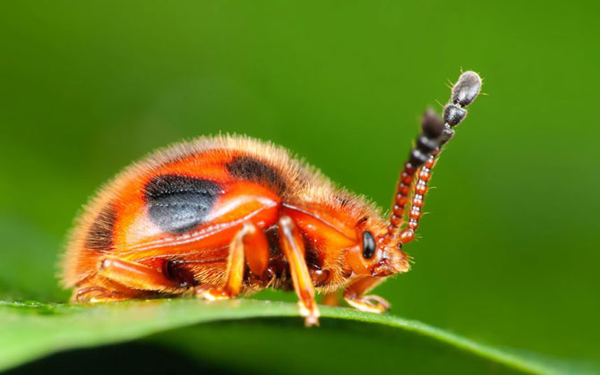     Mimetismo en el mundo de los insectos Mimicry in the insect world Mimikry in der Welt der Insekten