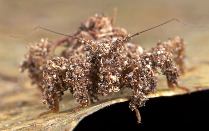     Mimetismo en el mundo de los insectos Mimicry in the insect world Mimikry in der Welt der Insekten