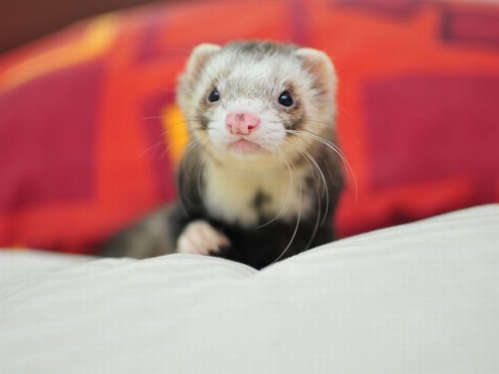   ferrets Furetti Hurones Frettchen