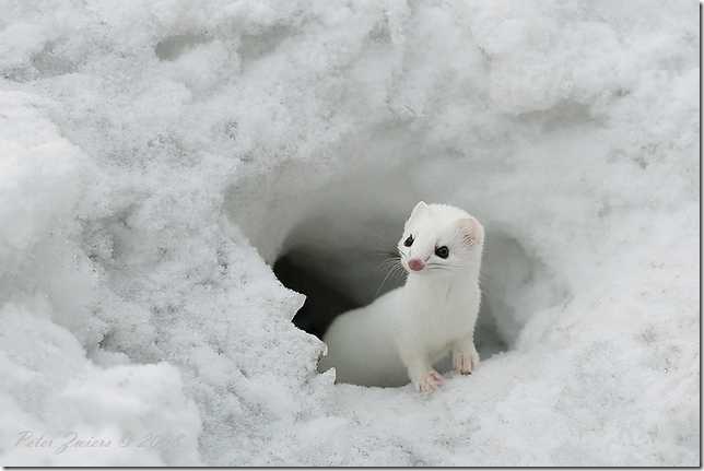    animal white north norte blanco animales animale bianco nord Tier weißen Norden