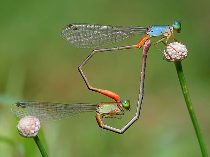    paar lustige Tiere coppia di animali divertenti par de animales divertidos couple of funny animals