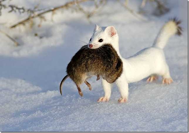    animal white north norte blanco animales animale bianco nord Tier weißen Norden