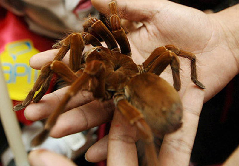 Goliath Birdeater:           : 