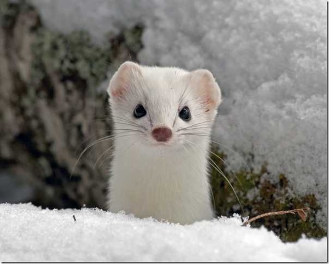    animal white north norte blanco animales animale bianco nord Tier weißen Norden