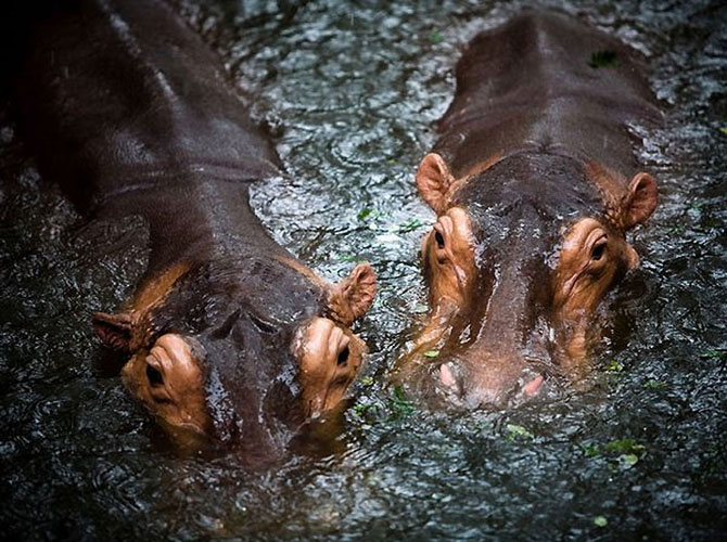    paar lustige Tiere coppia di animali divertenti par de animales divertidos couple of funny animals