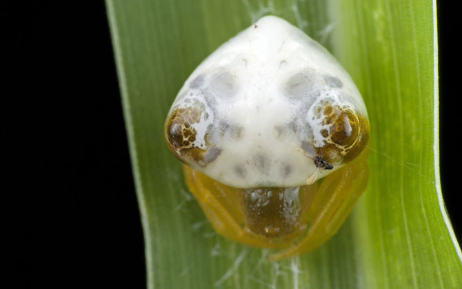     Mimetismo en el mundo de los insectos Mimicry in the insect world Mimikry in der Welt der Insekten