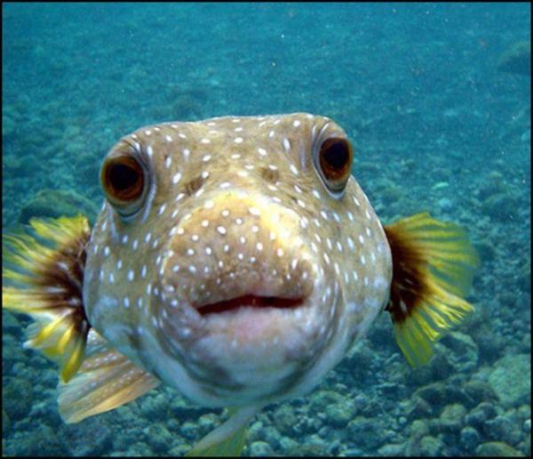   faccia pesce cara de los pescados Fischgesicht fish face