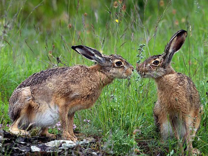    paar lustige Tiere coppia di animali divertenti par de animales divertidos couple of funny animals