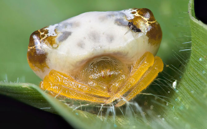     Mimetismo en el mundo de los insectos Mimicry in the insect world Mimikry in der Welt der Insekten