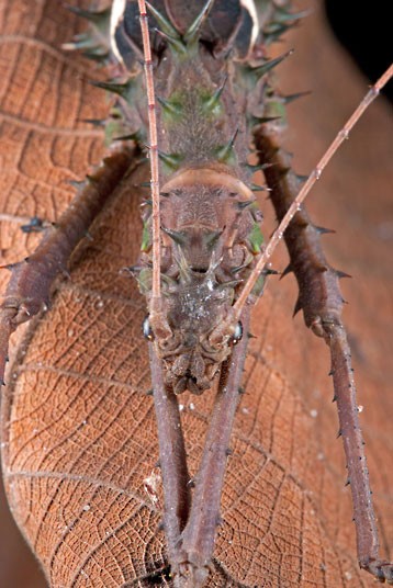     Mimetismo en el mundo de los insectos Mimicry in the insect world Mimikry in der Welt der Insekten