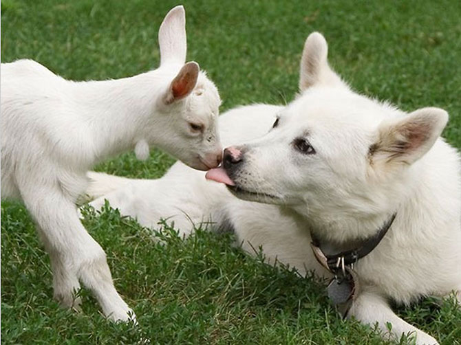    paar lustige Tiere coppia di animali divertenti par de animales divertidos couple of funny animals