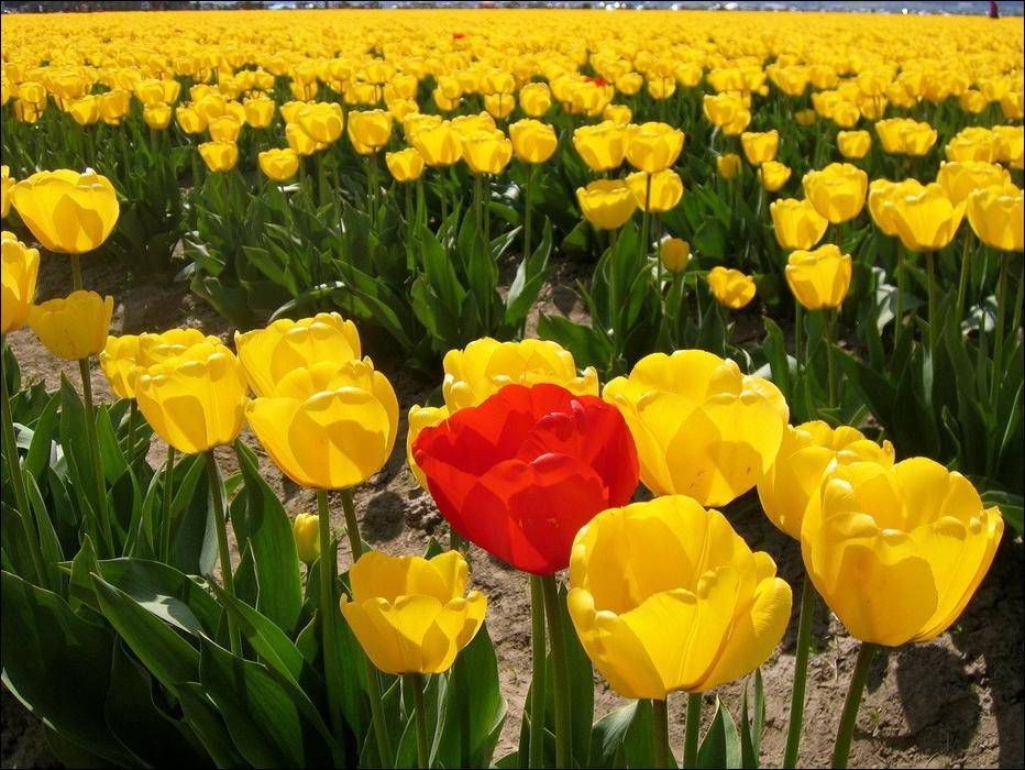  tulips Tulpen Tulipanes tulipani