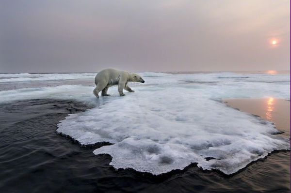   Polar Bears Eisbären Los osos polares