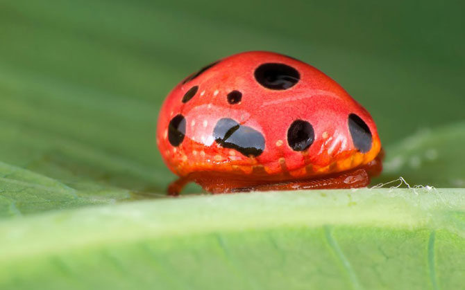     Mimetismo en el mundo de los insectos Mimicry in the insect world Mimikry in der Welt der Insekten