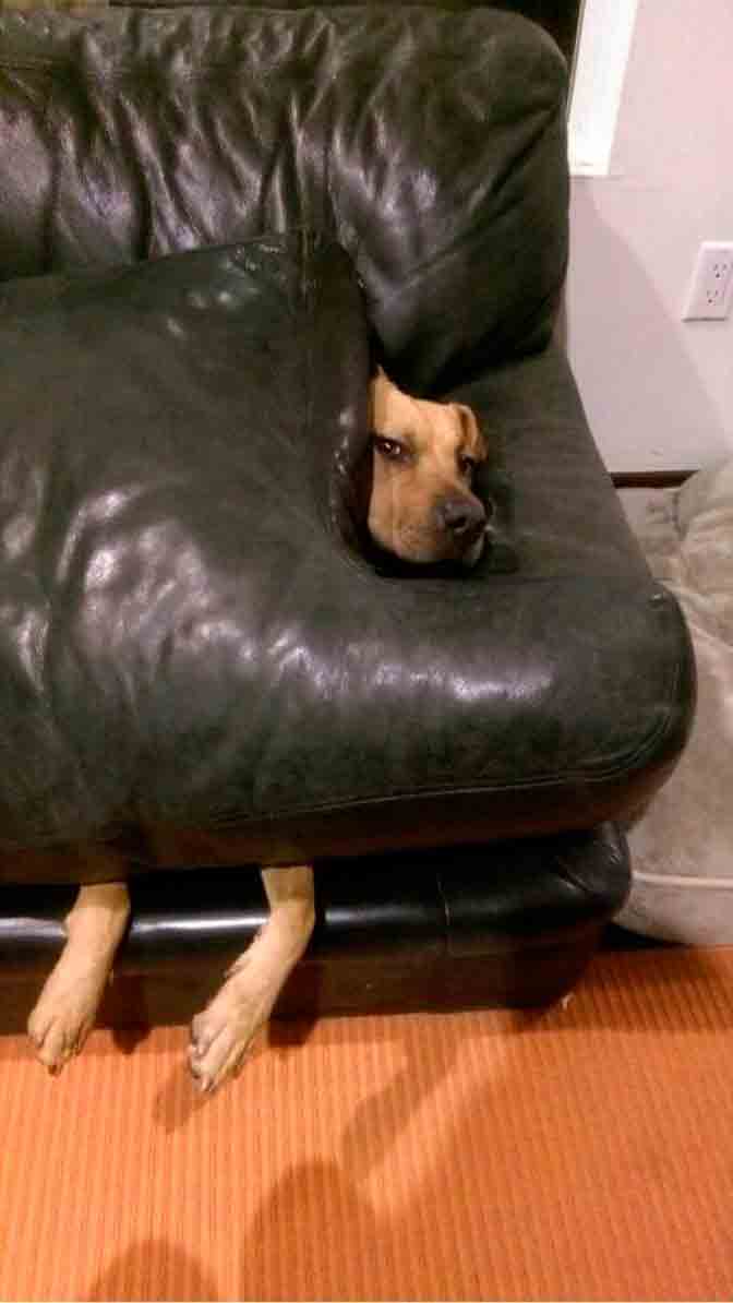 Собака подрала диван