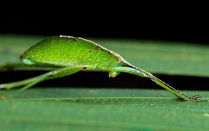     Mimetismo en el mundo de los insectos Mimicry in the insect world Mimikry in der Welt der Insekten