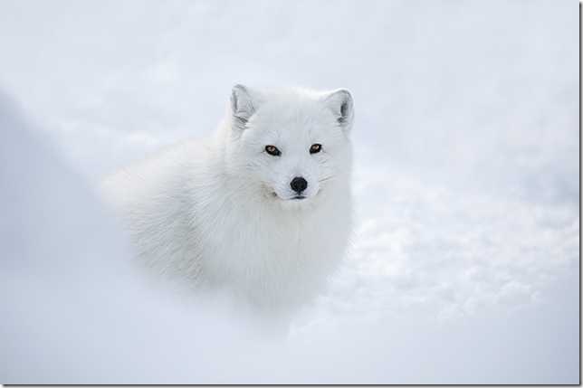    animal white north norte blanco animales animale bianco nord Tier weißen Norden