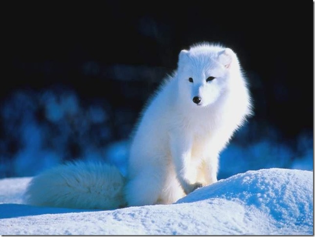    animal white north norte blanco animales animale bianco nord Tier weißen Norden