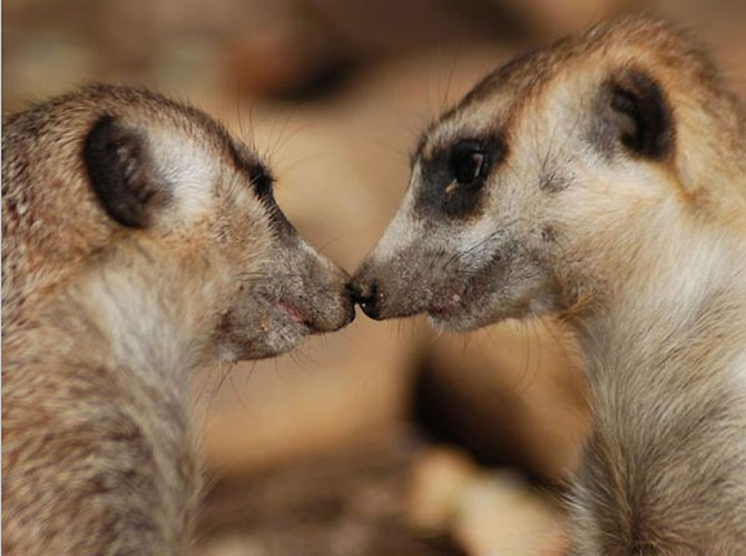    paar lustige Tiere coppia di animali divertenti par de animales divertidos couple of funny animals