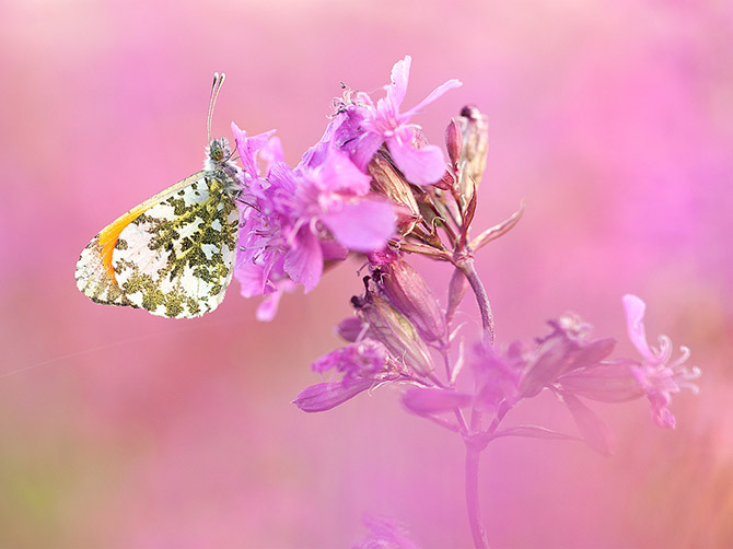    (, , Anthocharis cardamines)