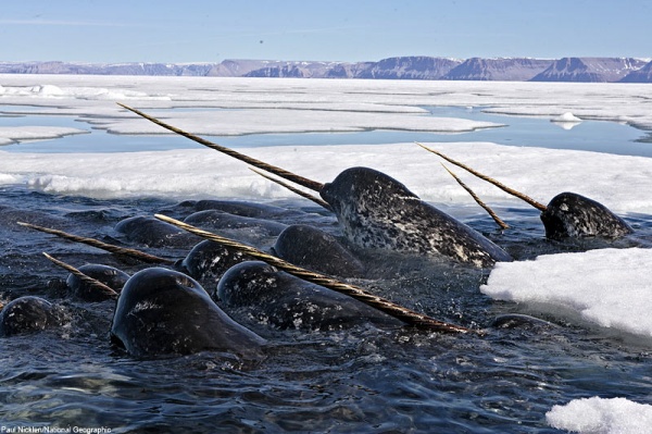         animales animales extraños animales fabulosos animales inusuales raras strange animals fabulous animals unusual animals rare animals seltsame Tiere Fabeltiere ungewöhnliche Tiere seltene Tiere