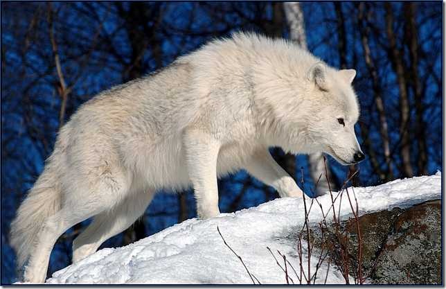    animal white north norte blanco animales animale bianco nord Tier weißen Norden