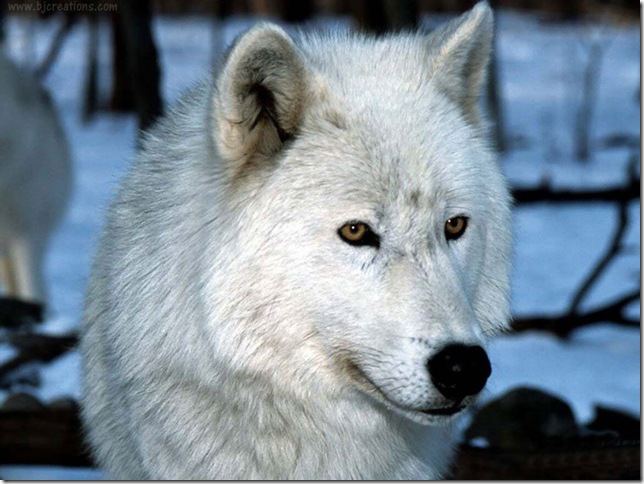    animal white north norte blanco animales animale bianco nord Tier weißen Norden