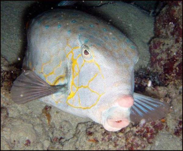   faccia pesce cara de los pescados Fischgesicht fish face