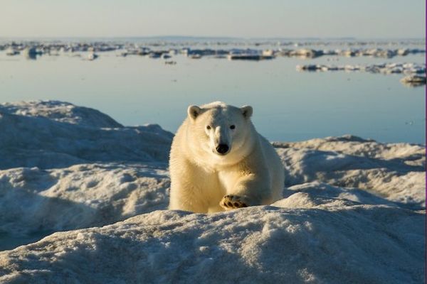   Polar Bears Eisbären Los osos polares