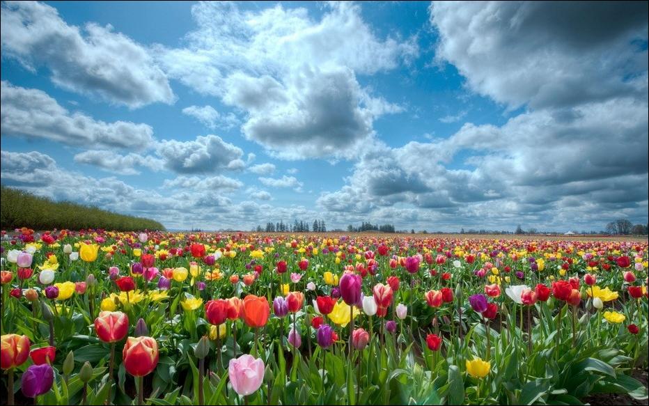  tulips Tulpen Tulipanes tulipani