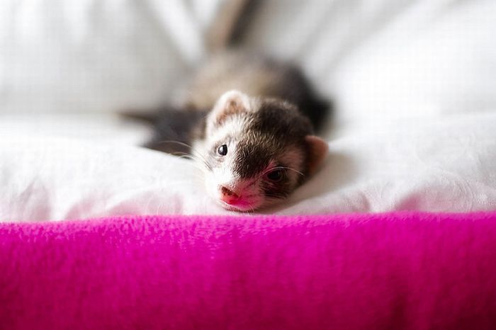   ferrets Furetti Hurones Frettchen