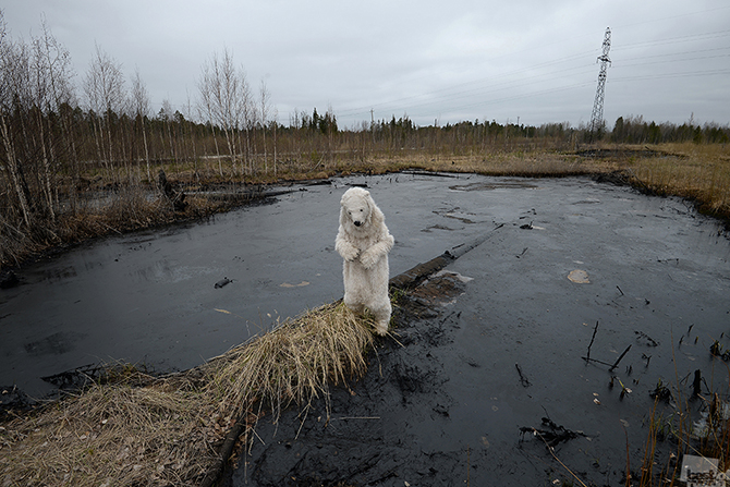        Rusia para ver esta foto de sus residentes Russia per vedere questa foto dei suoi residenti Russia to see this photo of her residents Russland, um dieses Foto ihrer Bewohner zu sehen