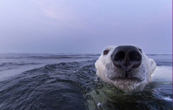   Polar Bears Eisbären Los osos polares