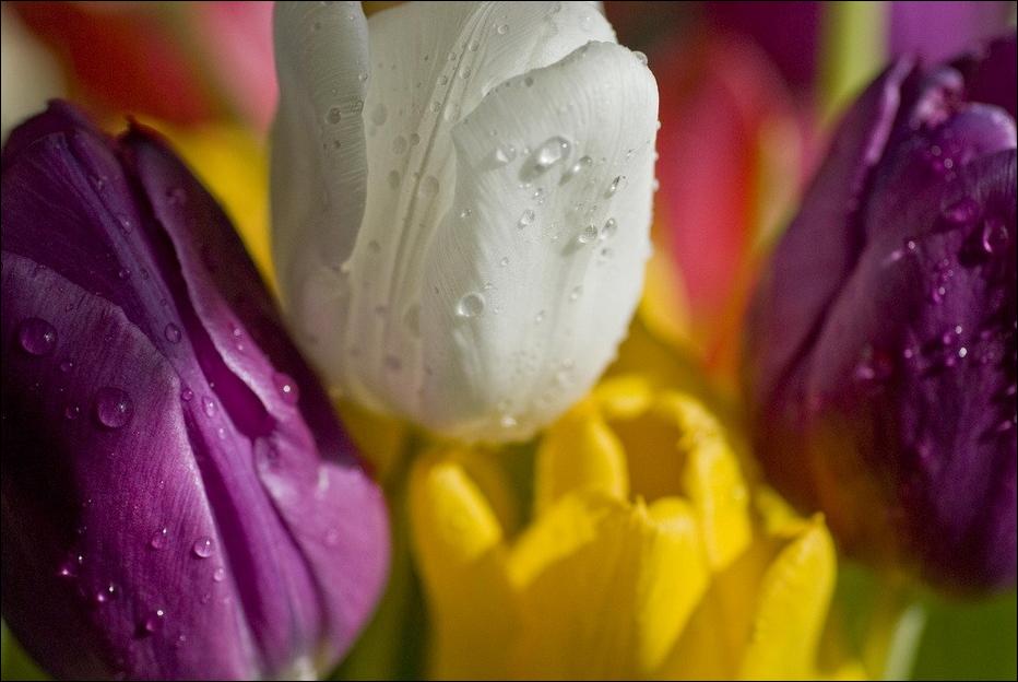  tulips Tulpen Tulipanes tulipani