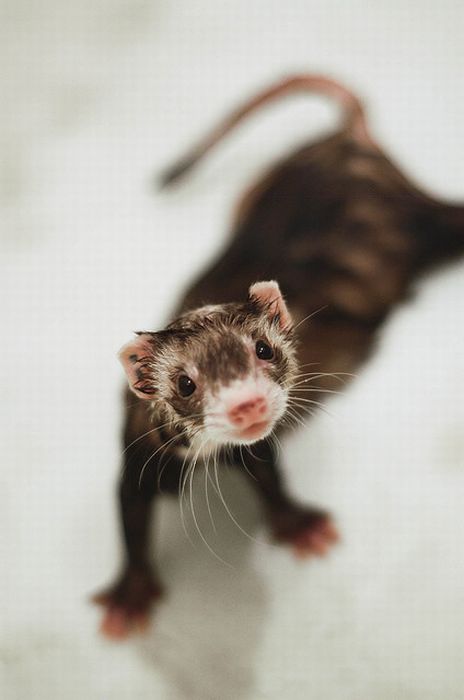   ferrets Furetti Hurones Frettchen