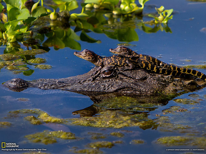     Brazos Bend.