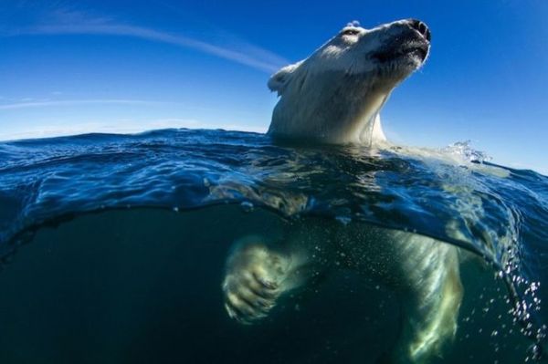   Polar Bears Eisbären Los osos polares